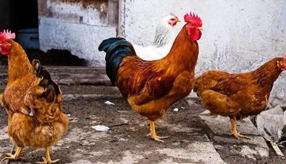 Gà Redbro - Giống gà Pháp sinh trưởng nhanh, cho thịt cao sản 13 Ga Redbro1