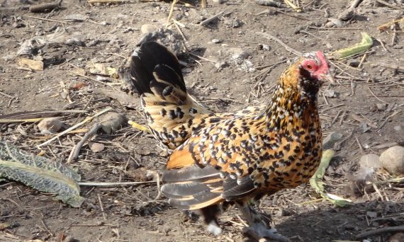 Gà tre Bốt một giống gà kiểng đặc biệt đến từ Hà Lan 19 Ga tre Bot1