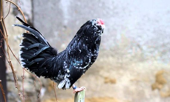 Gà tre râu Bỉ – Tuyệt tác kiểng cảnh như hoa trong vườn 25 Ga tre rau bi