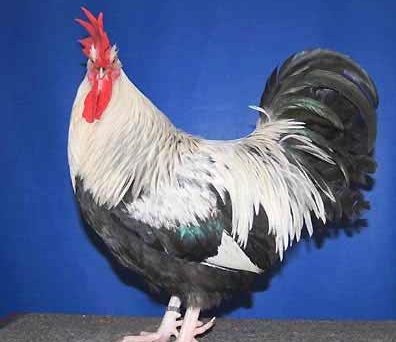 Gà Dorking giống gà kiểng 5 ngón chân đến từ Anh Quốc 4 ga Dorking