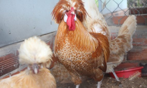 Gà Ba Lan - Giống gà kiểng đẹp có thể nuôi để lấy thịt 10 ga ba lan1