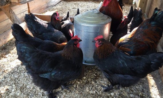 Gà Marans Pháp lai tạo từ gà rừng Indonesia và Ấn Độ 1 ga maran