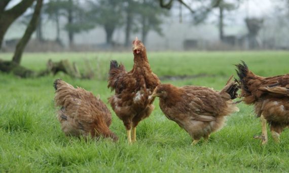 Gà Sasso - Giống gà thả vườn thịt thơm từ Pháp được ưa chuộng nhất 7 ga sasso 1