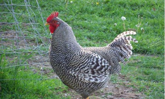Gà Dominique – Giống gà kiêm dụng kép thịt và trứng 1 ga Dominique