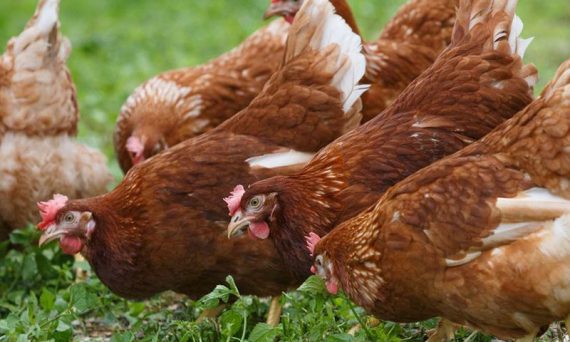 Gà Hisex chuyên trứng cao sản lai tạo bởi công nghệ Sex Link 1 ga Hisex