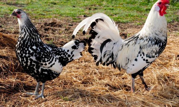 Gà Hamburg - Nguồn Gen Quý Dùng Lai Tạo Cho Nhiều Giống Gà Khác 13 gamburgskie