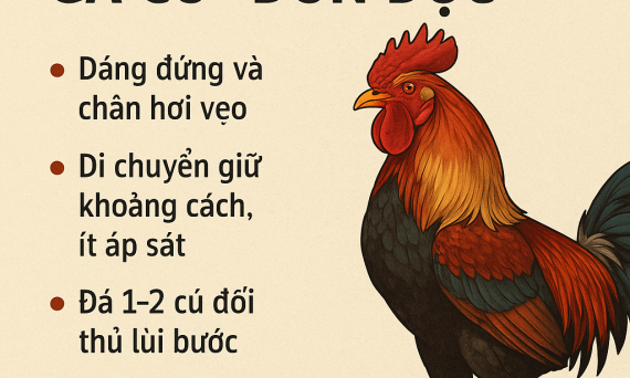 Cách Nhận Diện Gà Có “Đòn Độc” – Vũ Khí Bí Mật Của Một Chiến Kê 9 ga don doc
