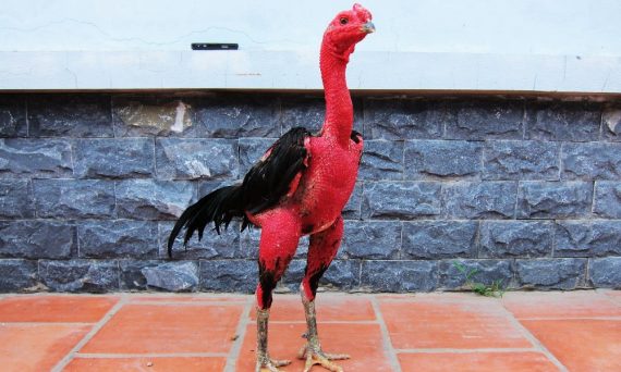 BÍ KÍP TẬP CHẠY LỒNG – GIÚP GÀ CHỌI LÊN PIN, BỀN LỰC, DAI ĐÒN 3 ga noi 1