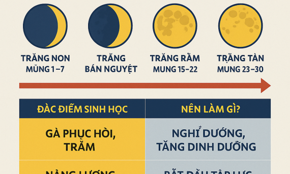 Dưỡng Gà Theo Chu Kỳ Trăng – Bí Thuật Tối Ưu Phong Độ Chiến Kê 11 duong ga da