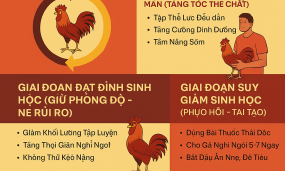 Mẹo Nuôi Gà Chiến Theo Chu Kỳ Sinh Học Cho Dân Chuyên 9 meo nuoi ga chien