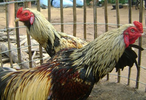 Tip nuôi gà đá chuyên nghiệp được gói gọn trong 10 tiêu chí 15 tip nuoi ga