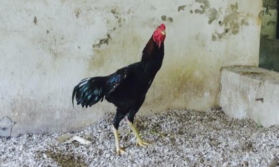 Bí Ẩn Linh Kê Và Trận Pháp Cổ Truyền 11 bian linhke