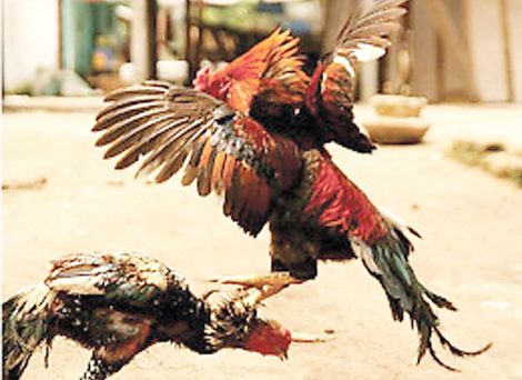 Thần Kê Giáng Thế 13 Than Ke