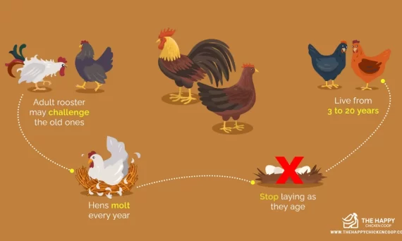 KÊ VẬN LUÂN HỒI 3 Ke Van Luan Hoi